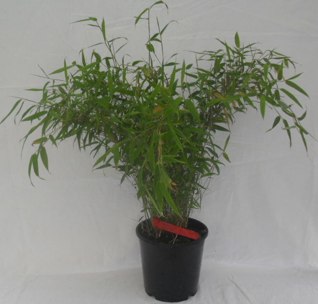 Fargesia Murielae 2.5 л. высота 40/60 см. 145.00 грв